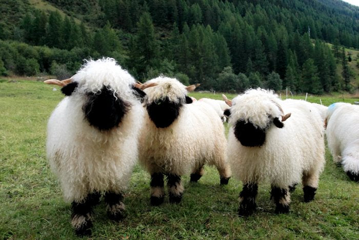 2024 feeling sheepish bobbin
