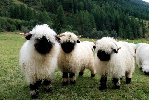2024 feeling sheepish bobbin