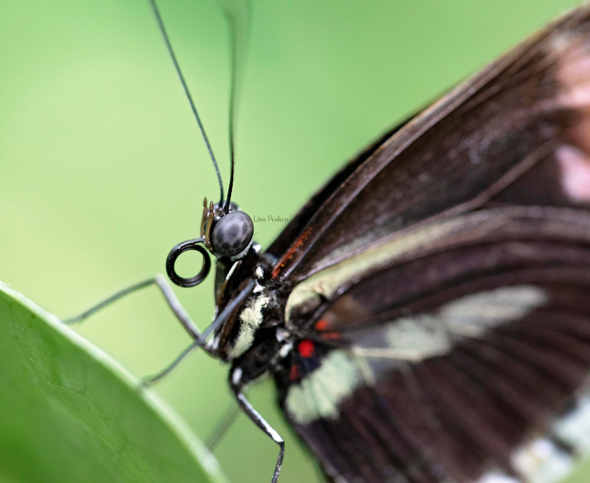 2024 EEW 6 Butterfly Bobbin
